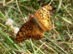 Hortensia/Southern Fritillary