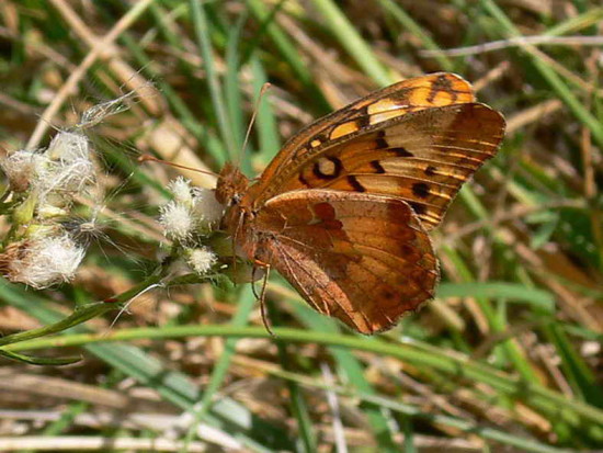 Hortensia/Southern Fritillary