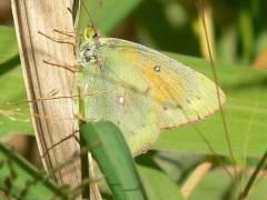 Isoca de la alfalfa/Lesbia Sulphur