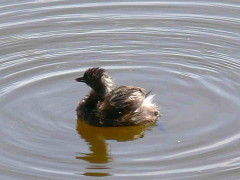 Macá gris/Least Grebe