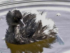 Macá gris/Least Grebe