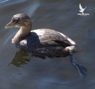 Macá pico grueso/Pied-billed Grebe