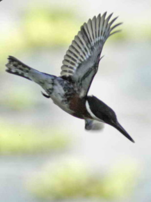 Martín pescador chico M/Green Kingfisher M