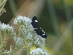 Melanchroia aterea