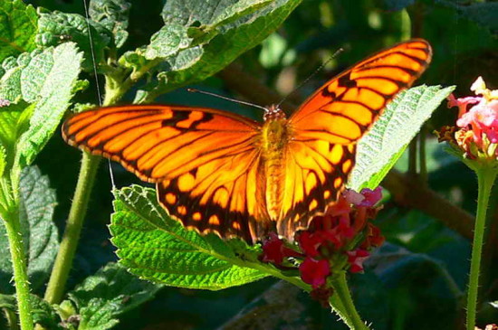 Moneta/Mexican Silverspot