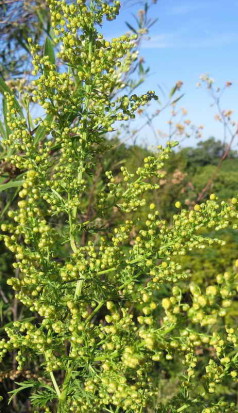 Paico/Chenopodium