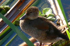 Pato de collar/Ringed Teal