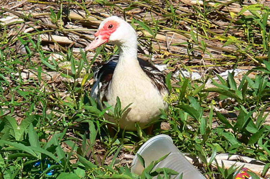 Pato criollo/Creole Duck