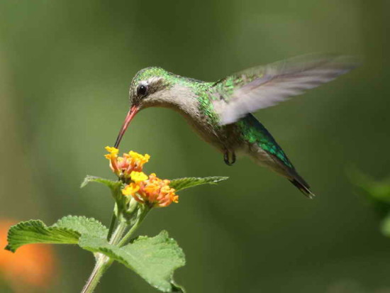 Picaflor común H/Glittering-bellied emerald F