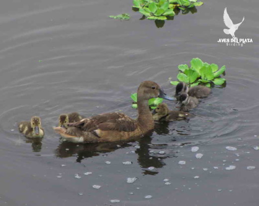 Picazo-sirirí/Pochard-Whistling-Duck