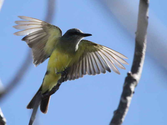 Suirirí real/Tropical Kingbird