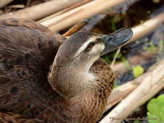 Ánade real dom/Dom Mallard Duck