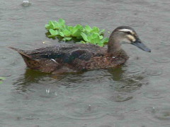 Ánade real vd/Dv Mallard Duck