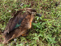 Ánade real dom/Dom Mallard Duck