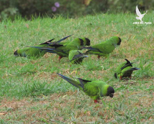 Ñanday/Nenday Parakeet