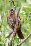 Reinamora grande/Ultramarine Grosbeak