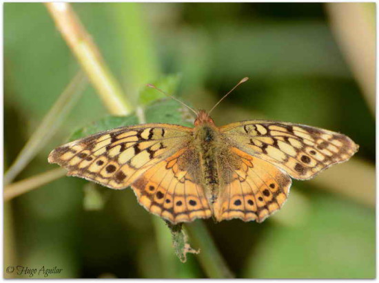 Hortensia/Southern Fritillary