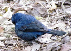 Reinamora grande M/Ultramarine Grosbeak M