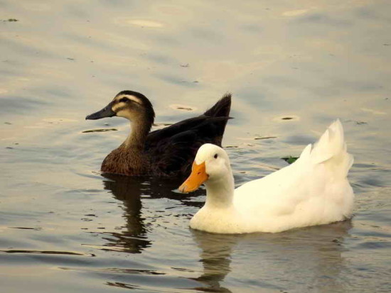 Ánade real dom/Dom Mallard Duck