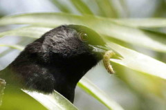 Boyerito/Variable Oriole