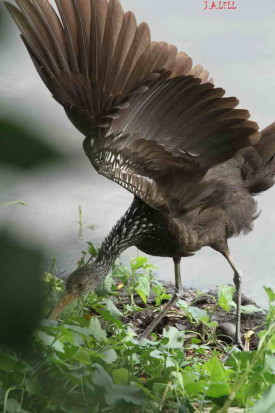 Caraú/Limpkin