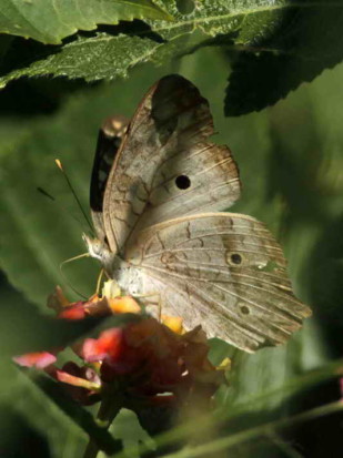 Cenicienta/White Peacock