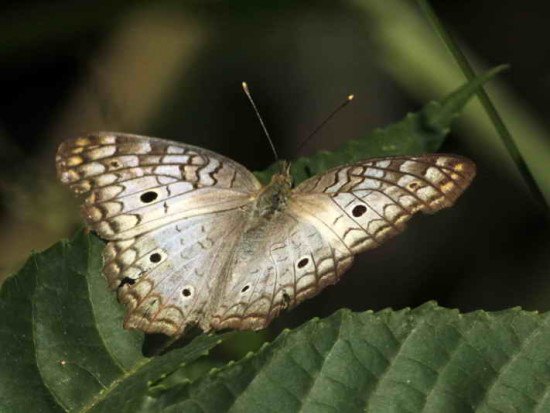 Cenicienta/White Peacock