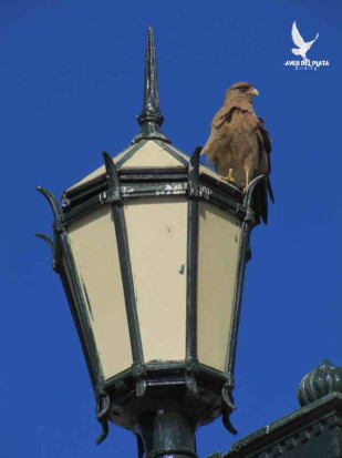 Chimango/Chimango Caracara