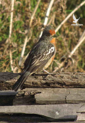 Cortarramas/White-tipped Plantcutter