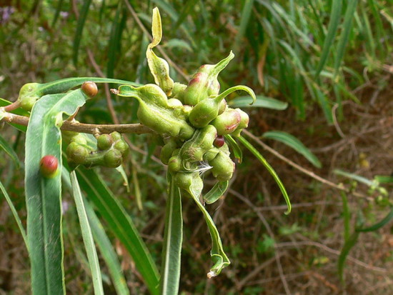 Curupí/Sapium haematospermum