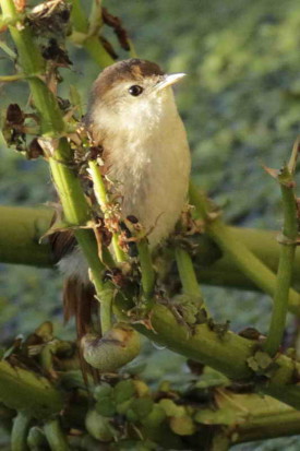 Curutié colorado/Yellow-chinned Spinetail