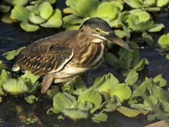 Garcita azulada/Striated Heron