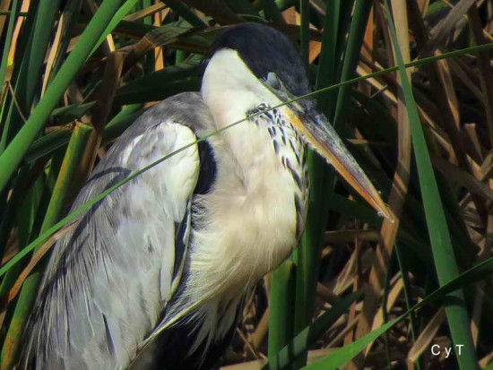 Garza mora/Cocoi Heron