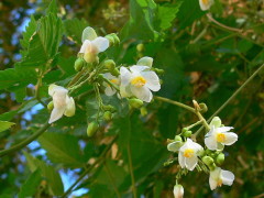 Globito cipó/Balloon vine