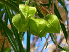 Globito cipó/Balloon vine