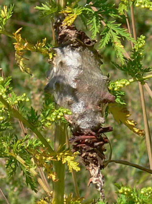 Bicho canasto/Bagworm