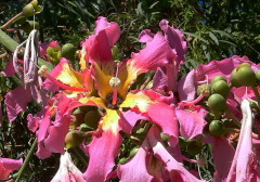 Palo borracho/Silk floss tree