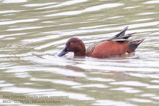 Pato colorado/Cinnamon Teal