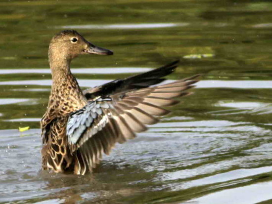 Pato colorado/Cinnamon Teal