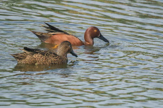 Pato colorado/Cinnamon Teal