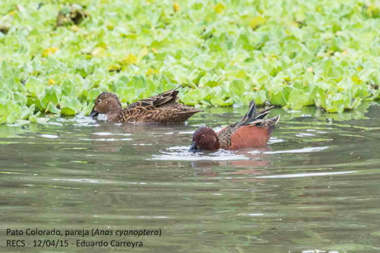 Pato colorado/Cinnamon Teal