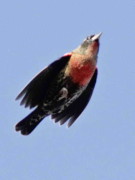 Pecho colorado/White-browed Blackbird