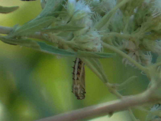 Perezosa Pupa/Lazy Pupa