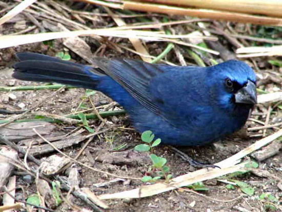 Reinamora grande M/Ultramarine Grosbeak M