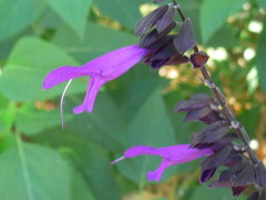 Salvia azul/Blue anise sage