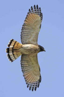 Taguató común/Roadside Hawk