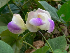 Poroto de río/Wild Pea