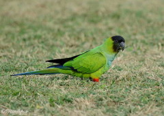 Ñanday/Nenday Parakeet