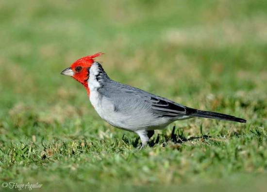 Cardenal común/Red-crested Cardinal