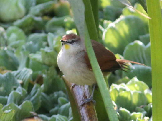 Curutié colorado/Yellow-chinned Spinetail